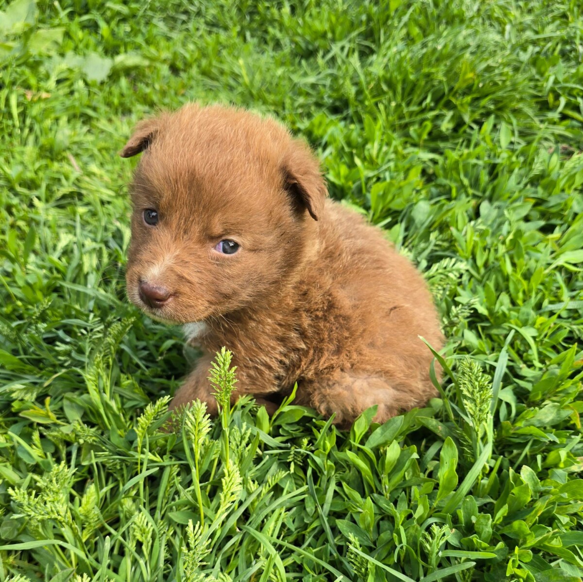 05 Chewbacca3