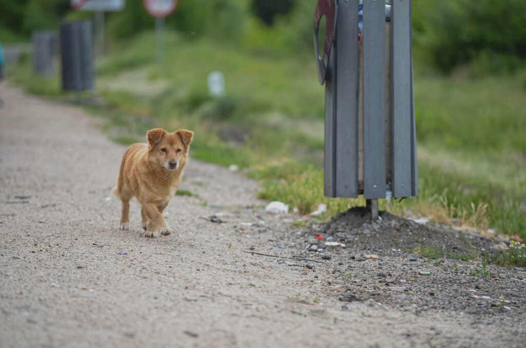 Future4Paws TierschutzRumänien Hund