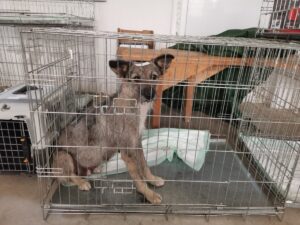 Hund im Käfig