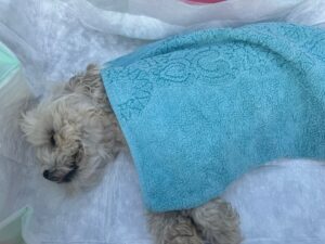 Hund nach OP