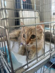 Katze 