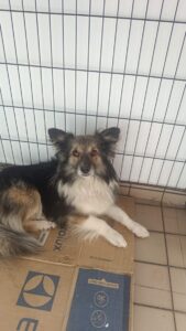 Paws Care Vet (2)