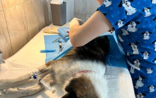 Paws Care Vet