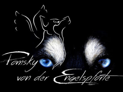 Pomsky von der Engelspforte 400x300 1